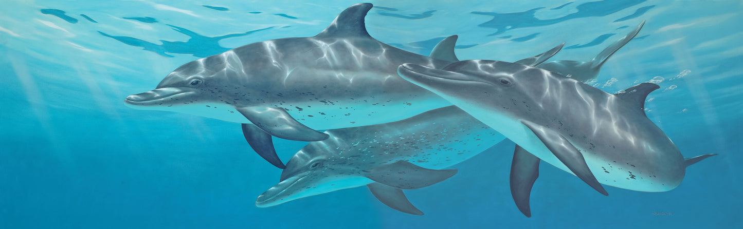Atlantic Spotted Dolphins