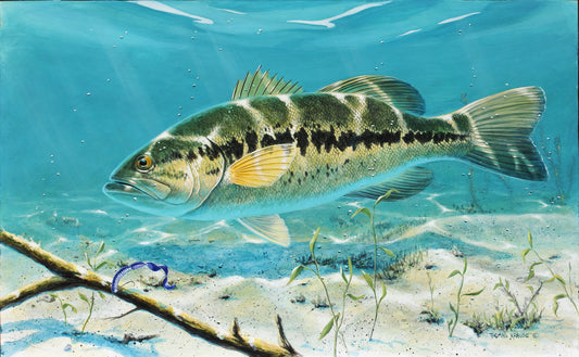 Large Mouth Bass