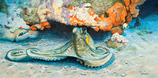 Caribbean Reef Octopus