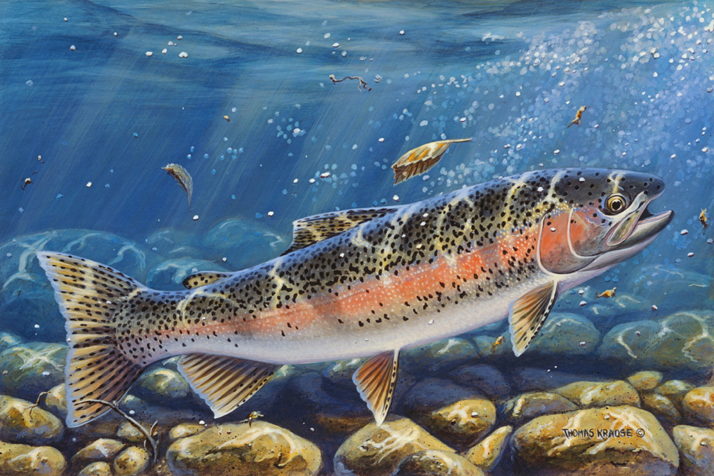 “River Rainbow” - Rainbow Trout