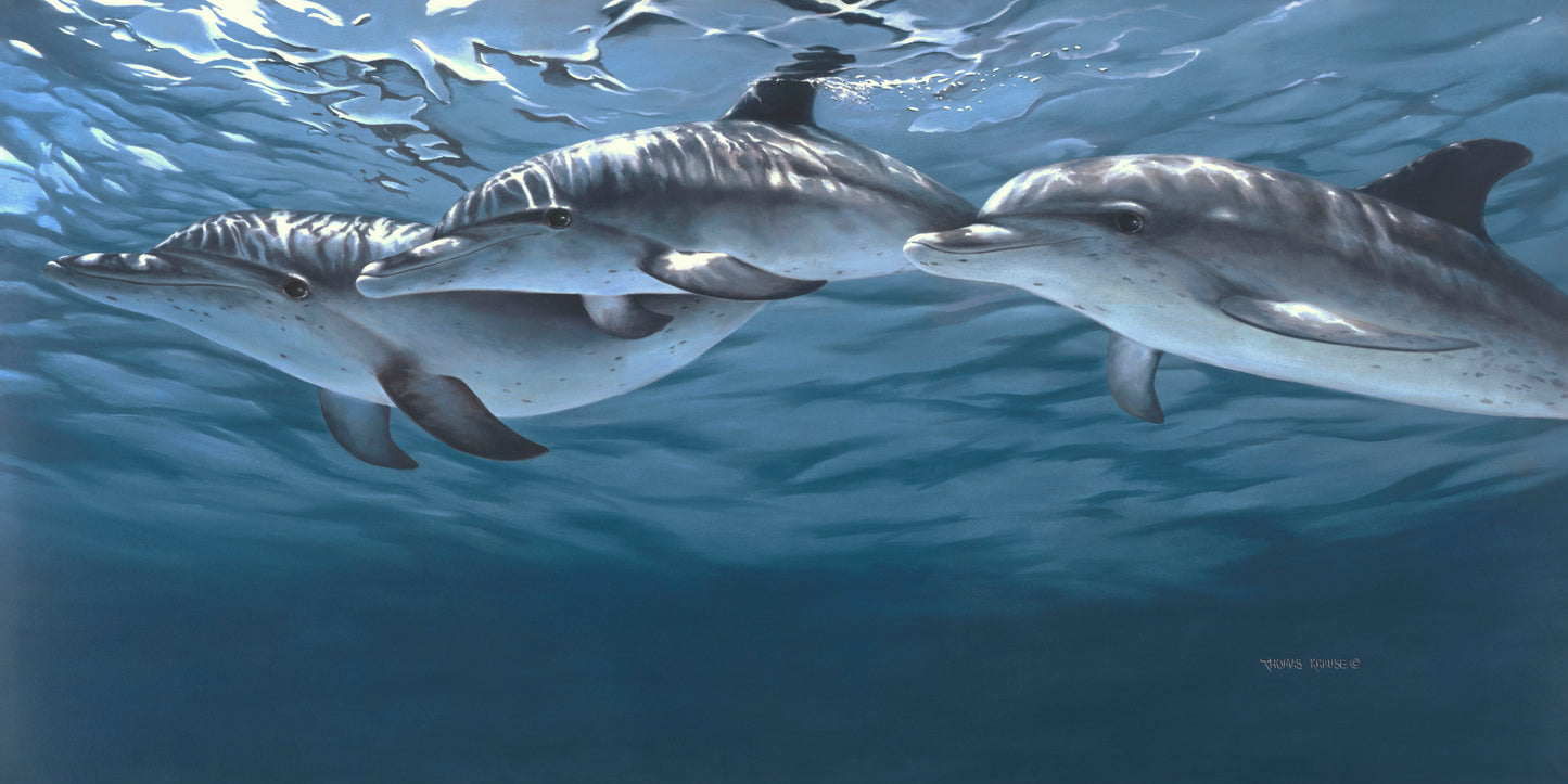 Atlantic Spotted Dolphins