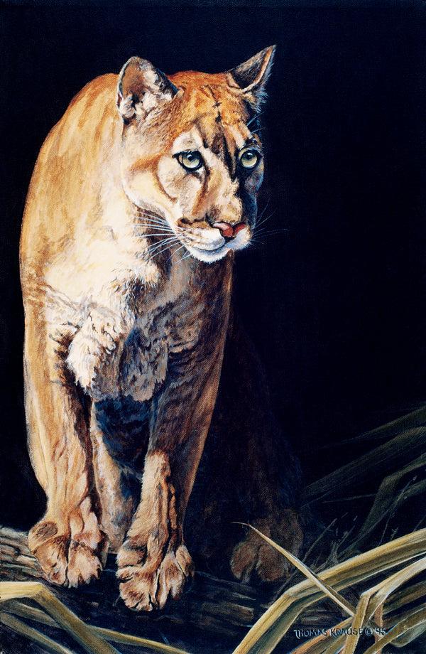 Florida Panther