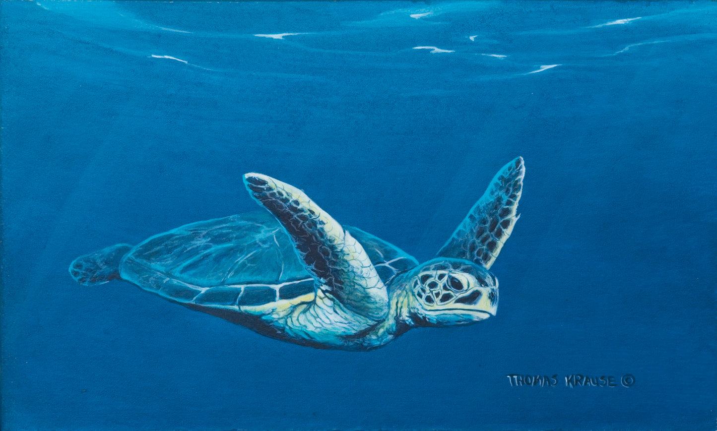 Green Sea Turtle