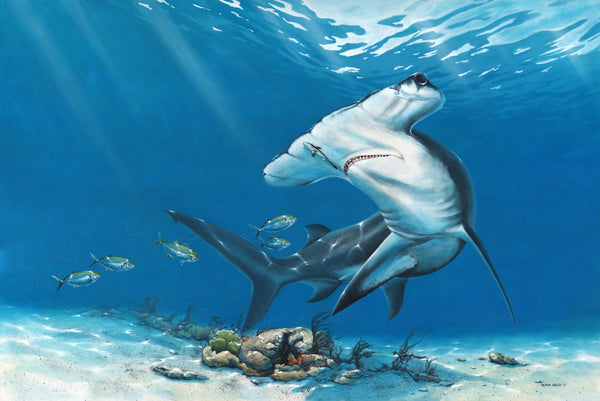 Hammerhead Shark
