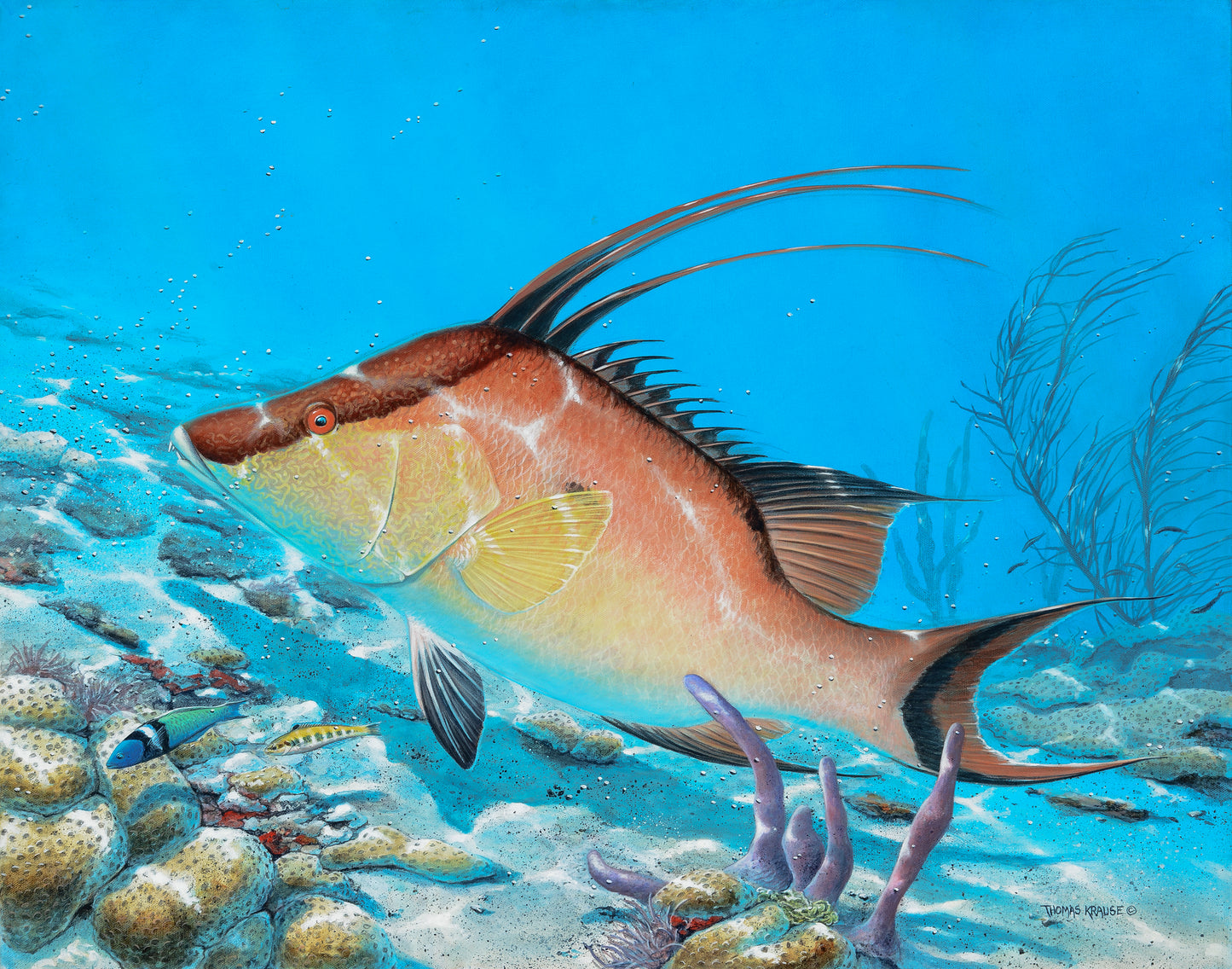 Hogfish