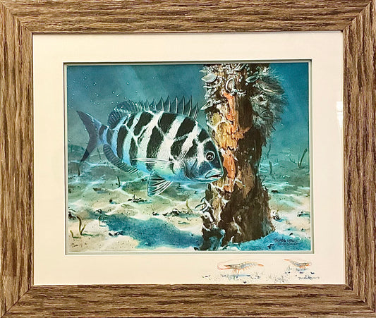 Sheepshead - Framed Print, Artist Embellishment