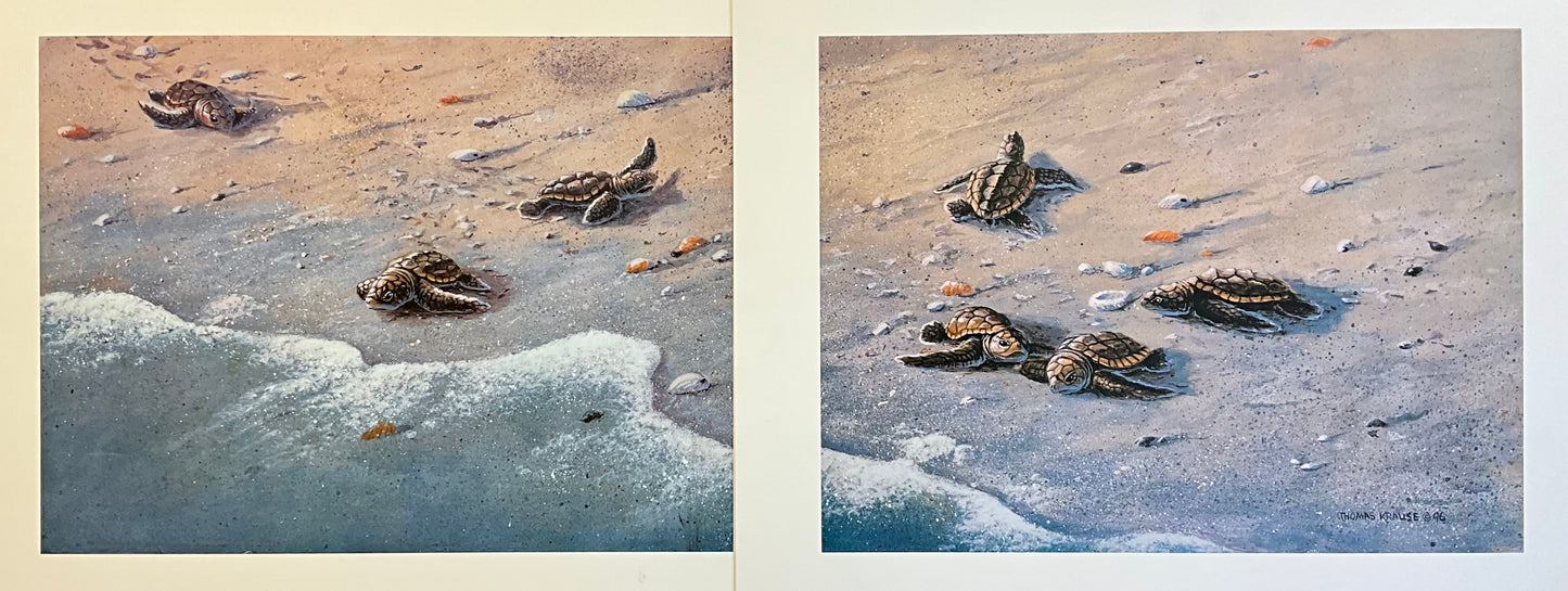 Baby Turtles Along the Shoreline - Side by Side
