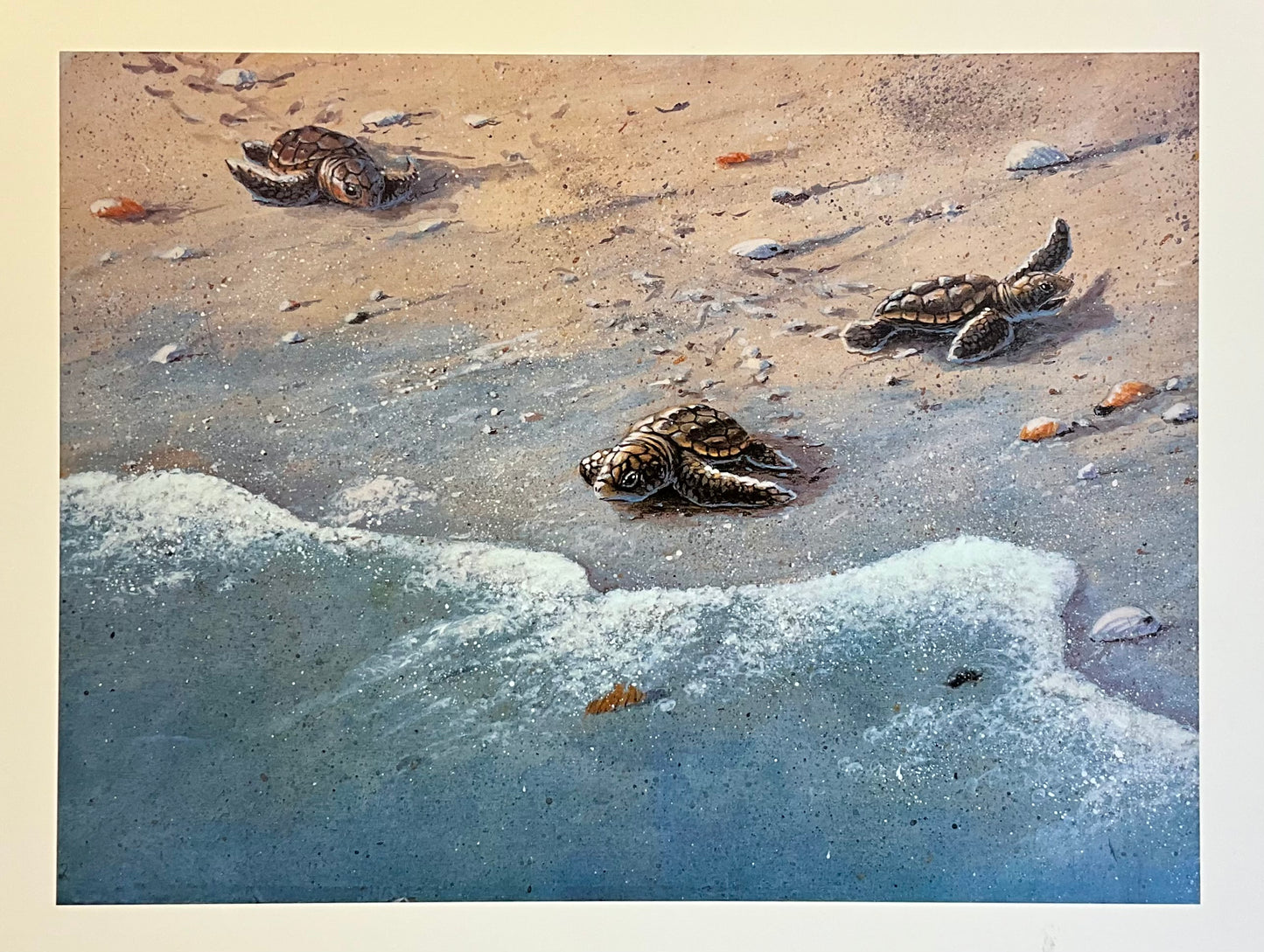 Baby Turtles Along the Shoreline