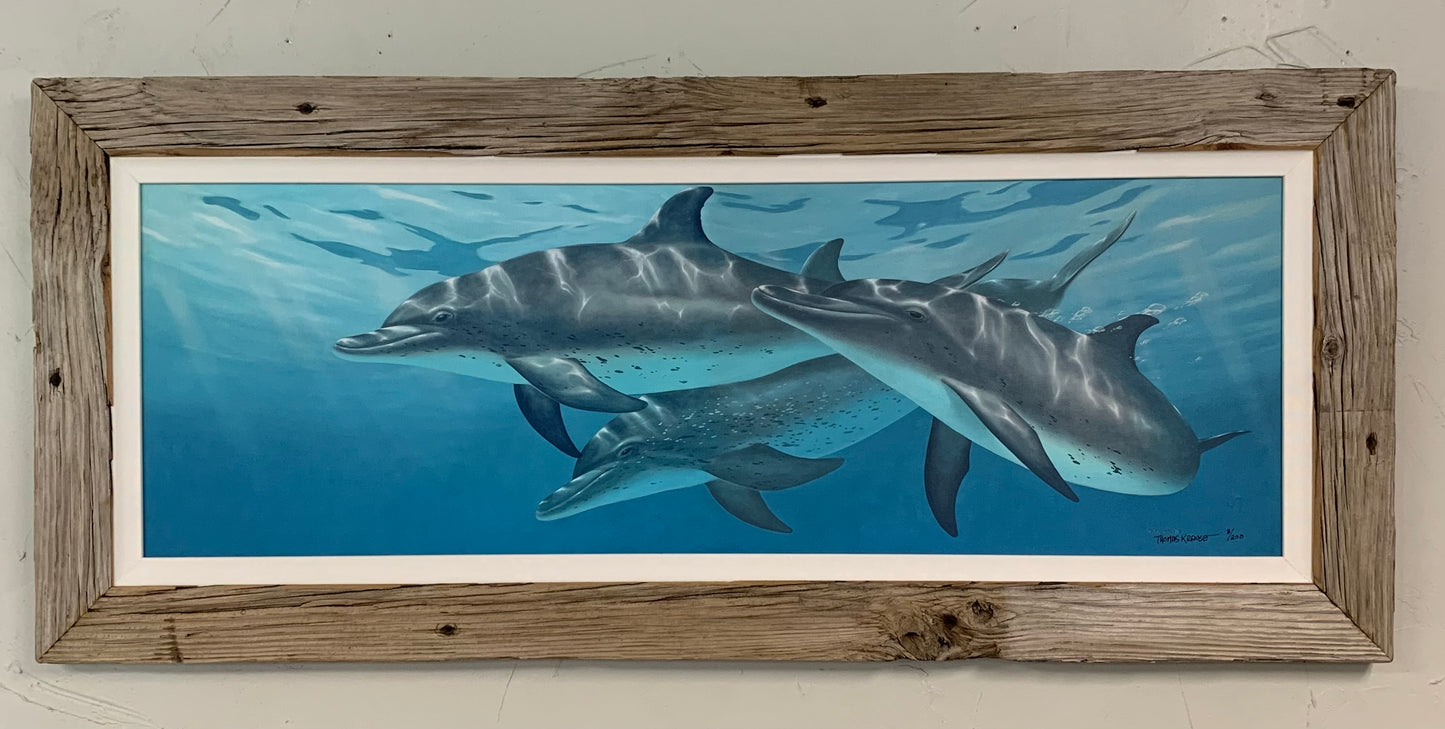 Atlantic Spotted Dolphins - Canvas - Custom Rustic Handmade Frame - Ready to Ship!