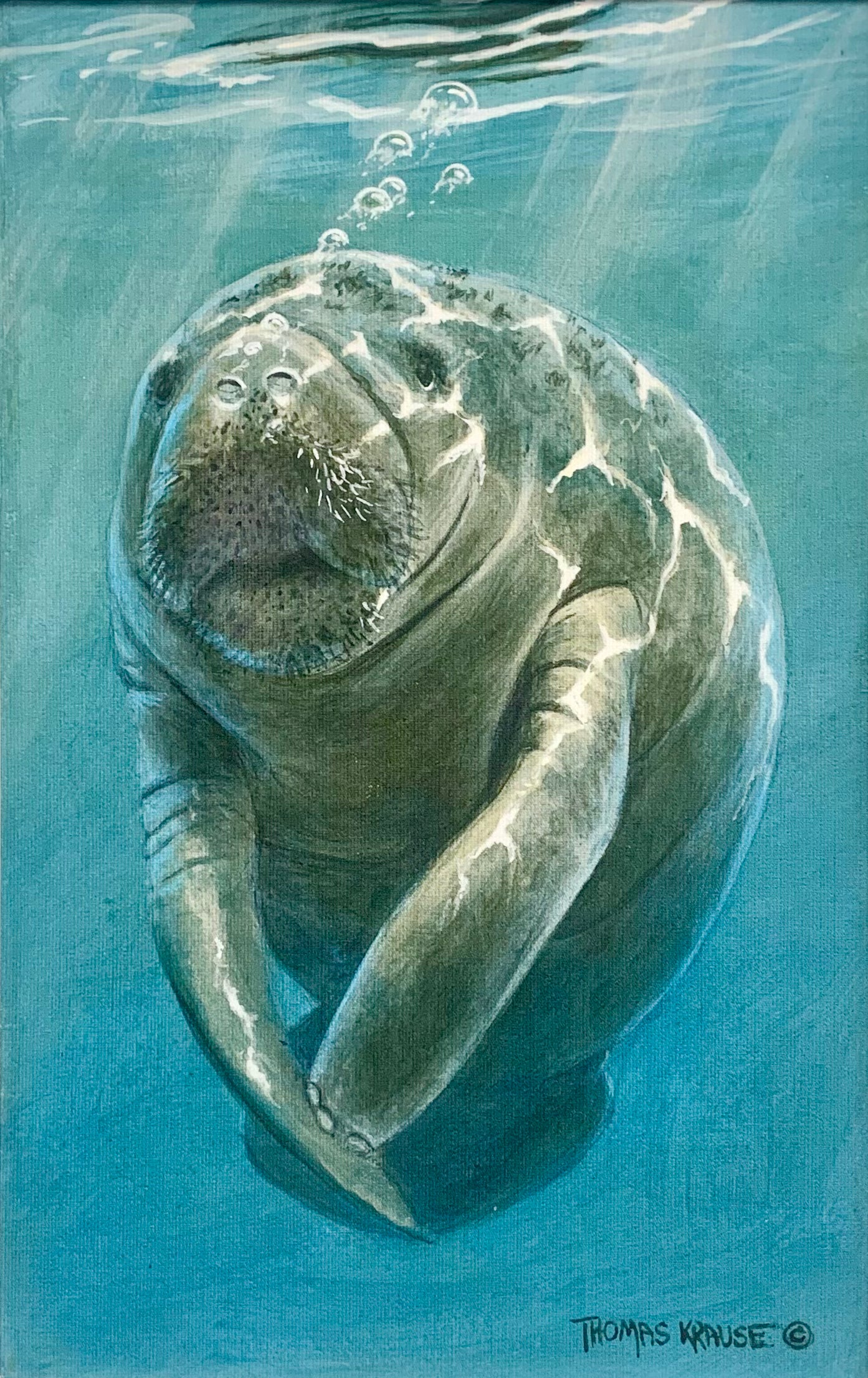 Manatee - Small