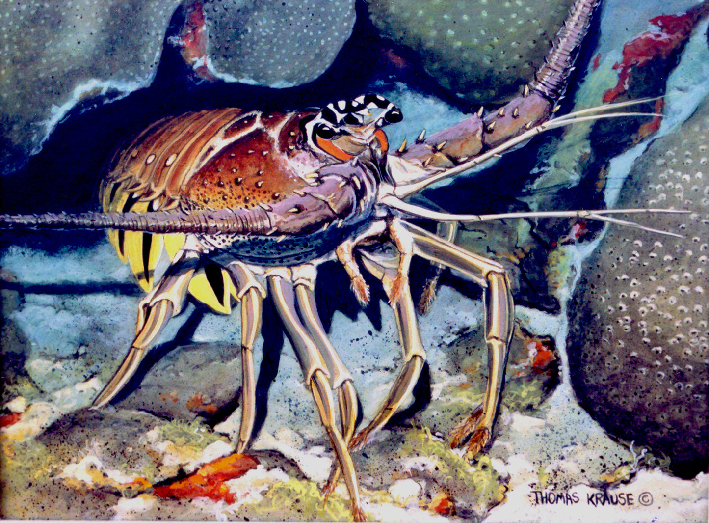 Spiny Lobster