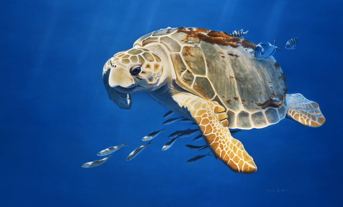 Loggerhead Turtle