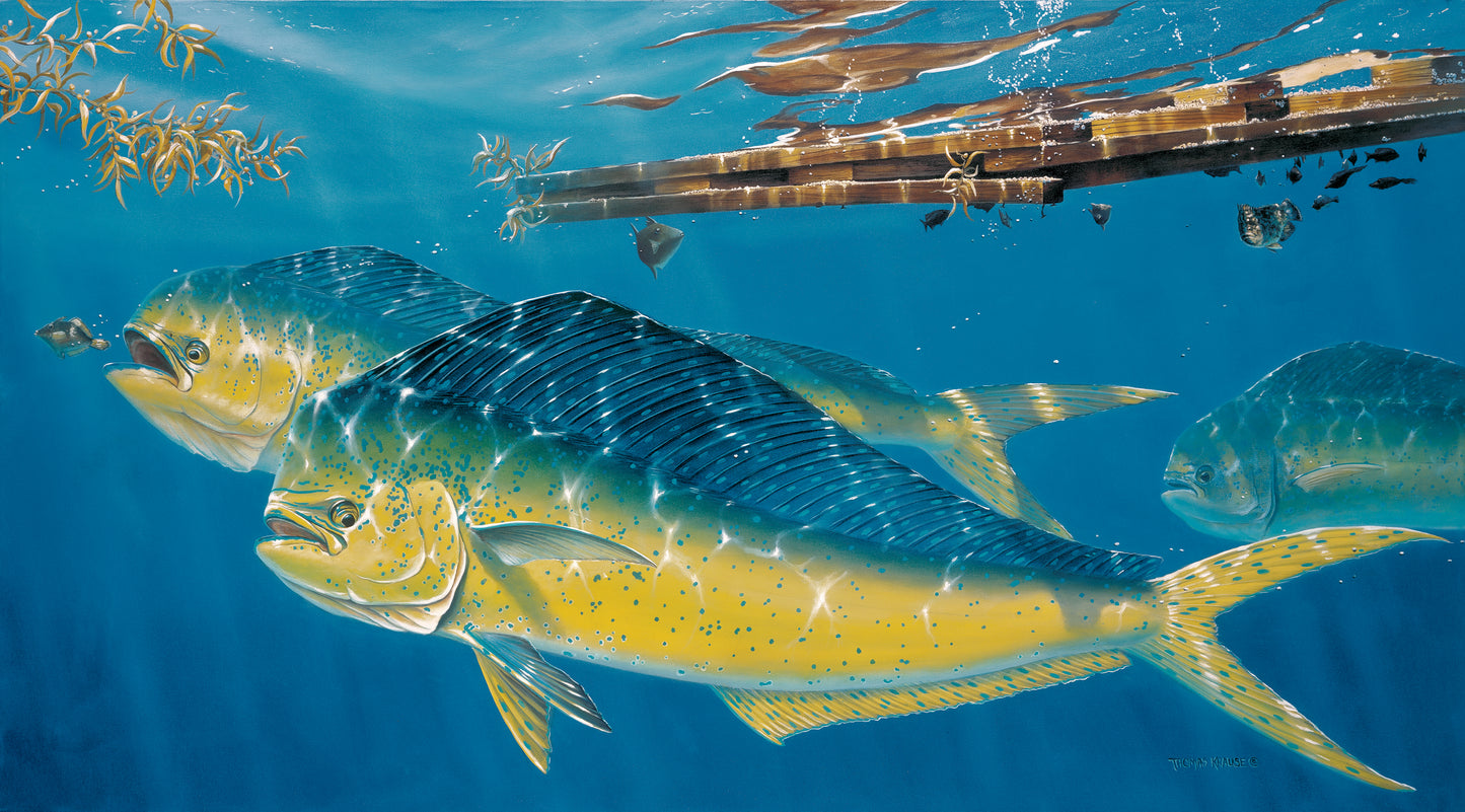 Mahi-Mahi
