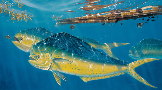 Mahi-Mahi