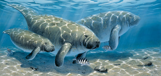 Manatee Family