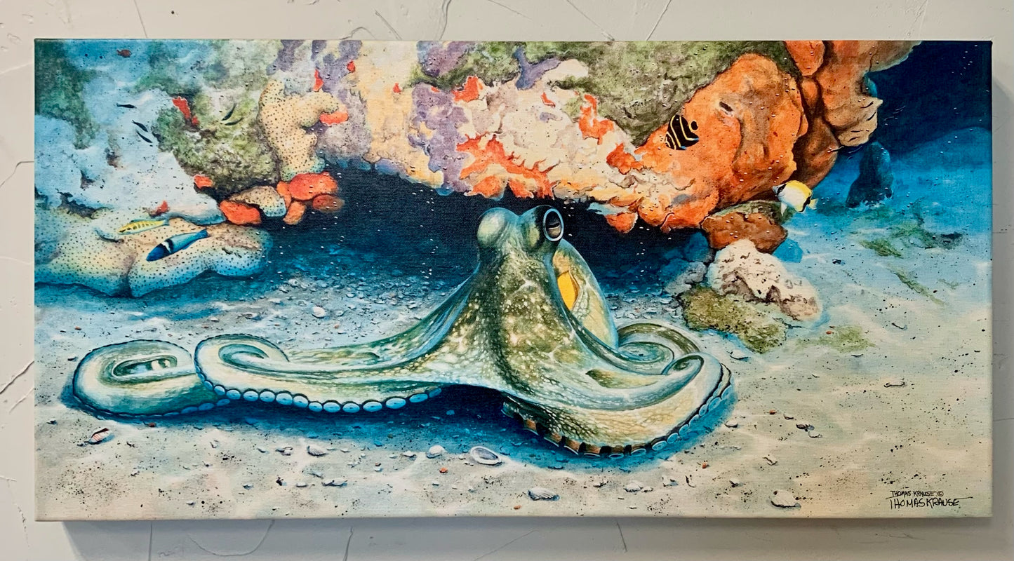 Octopus - Gallery Wrap Canvas - Ready to Ship