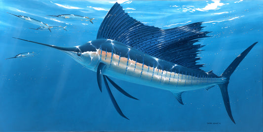 Sailfish Ballyhoo