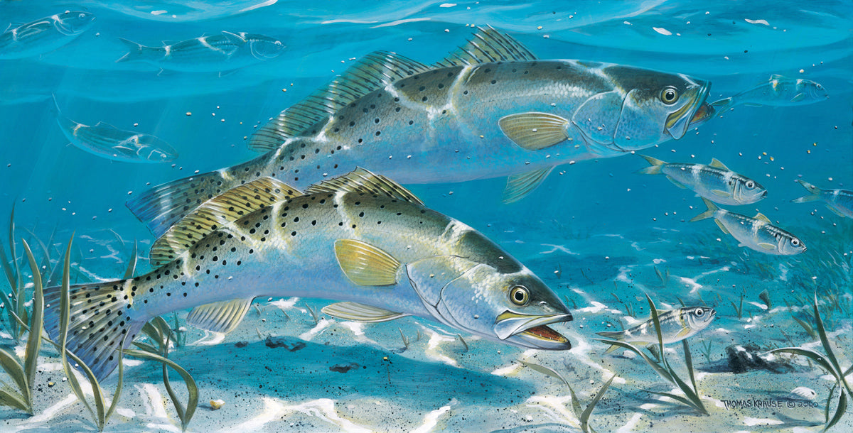Spotted Sea Trout