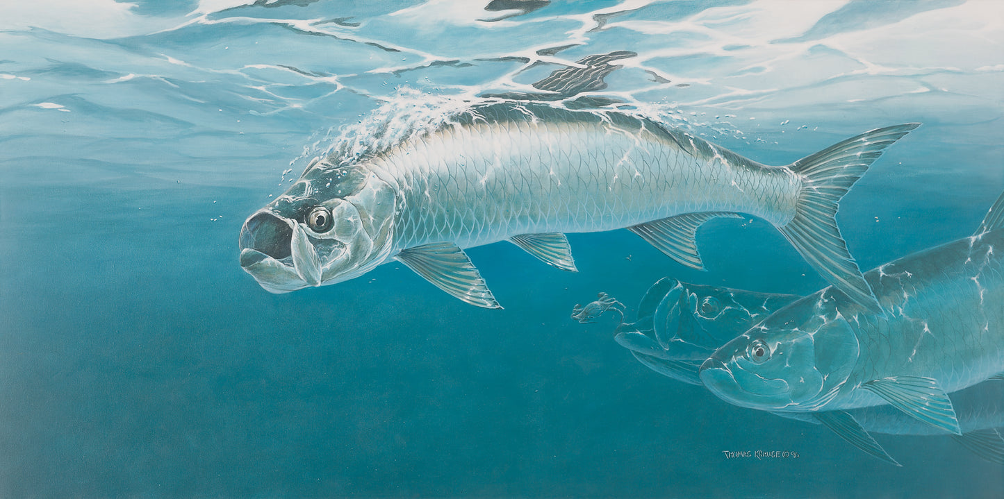 Tarpon