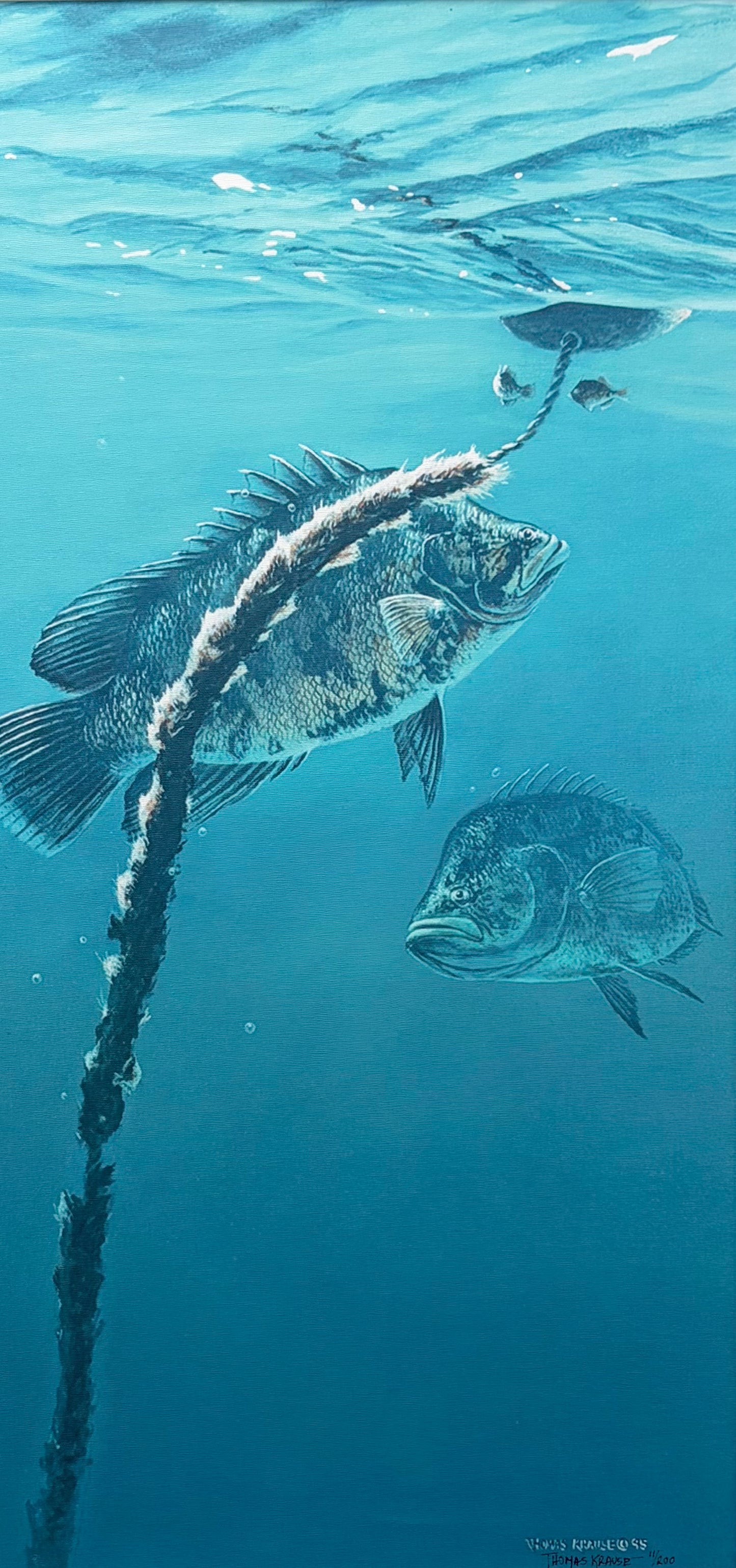 Triple Tail