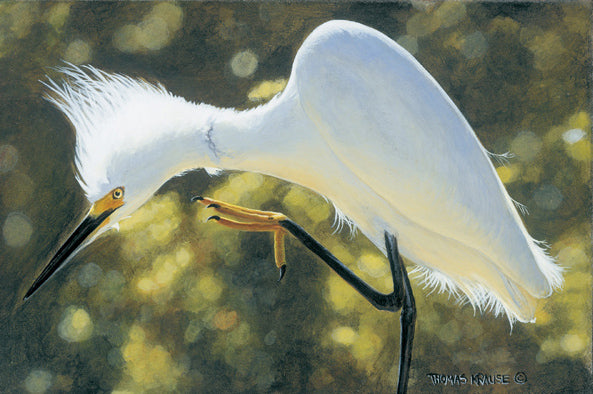Snowy Scratch Egret