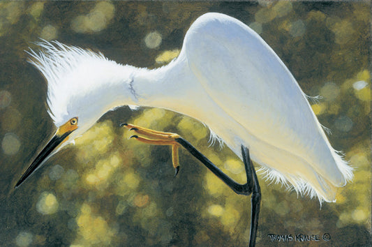 Snowy Scratch Egret