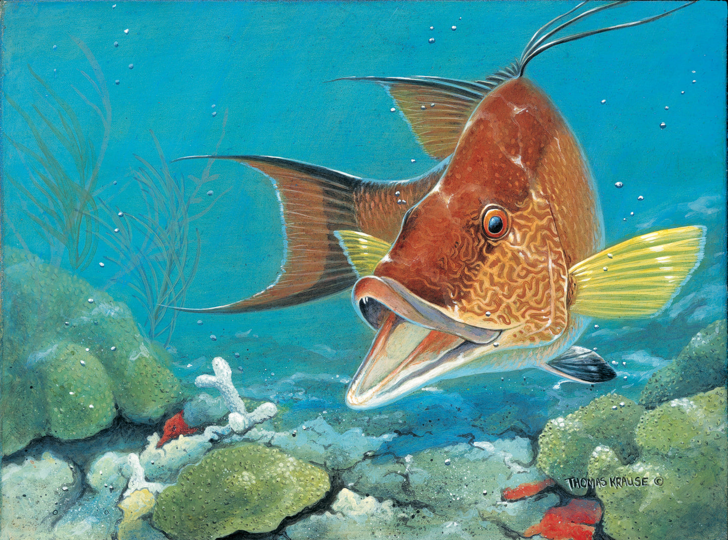 Hogfish