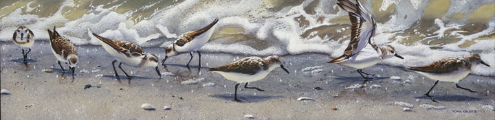 Sanderling Set