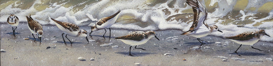 Sanderling Set