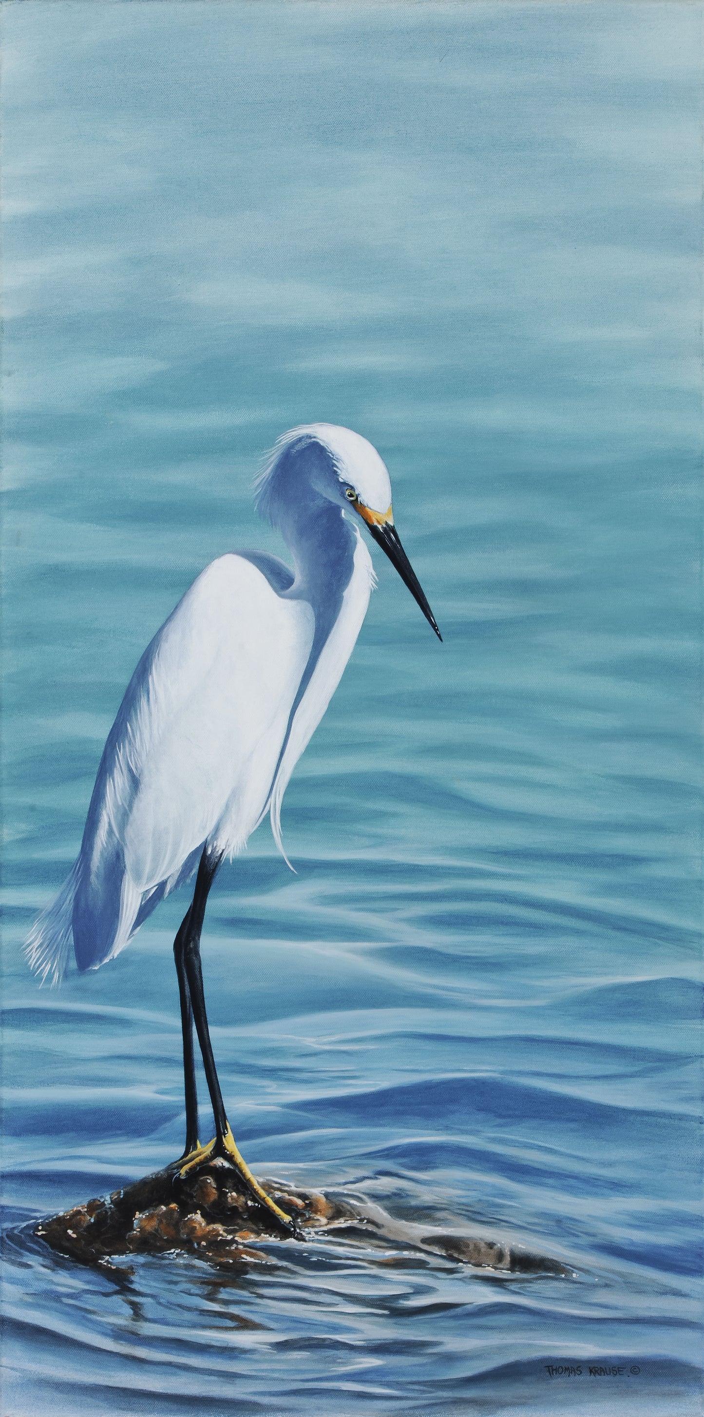 Snowy Egret
