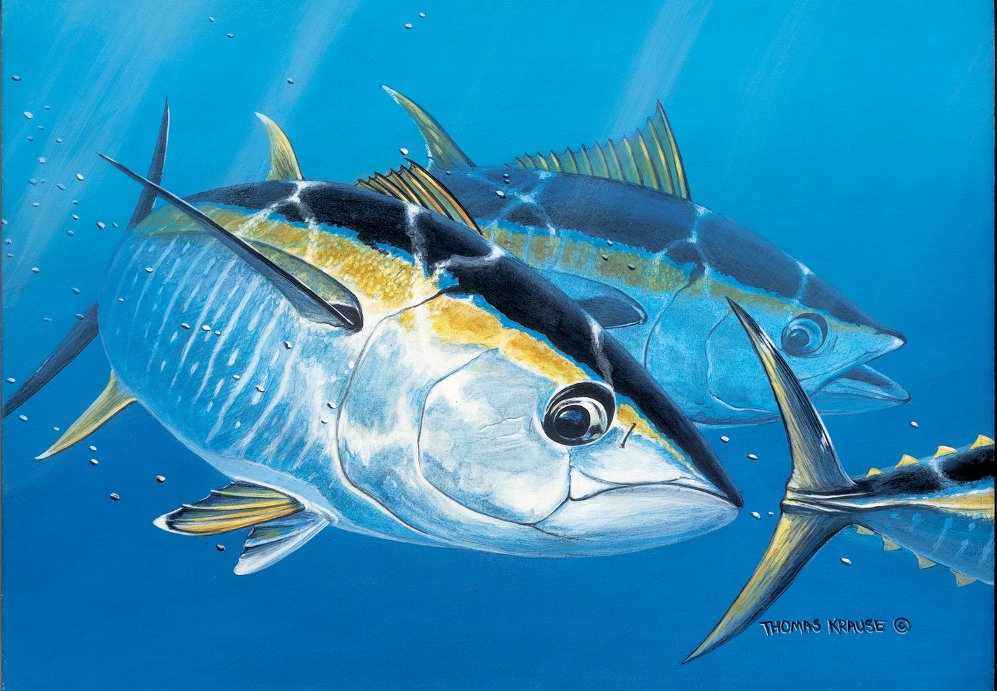 Yellowfin Trio