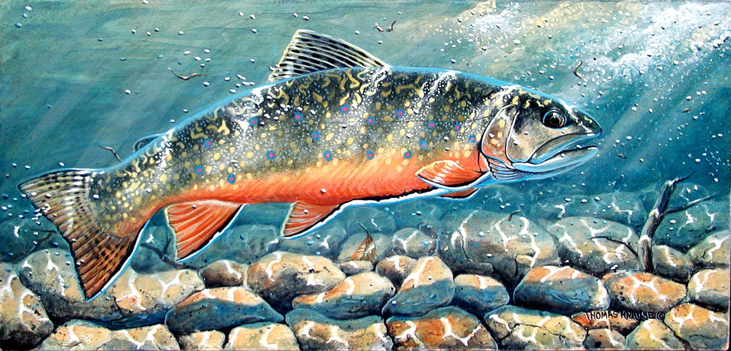 “Against the Current” - Brook Trout