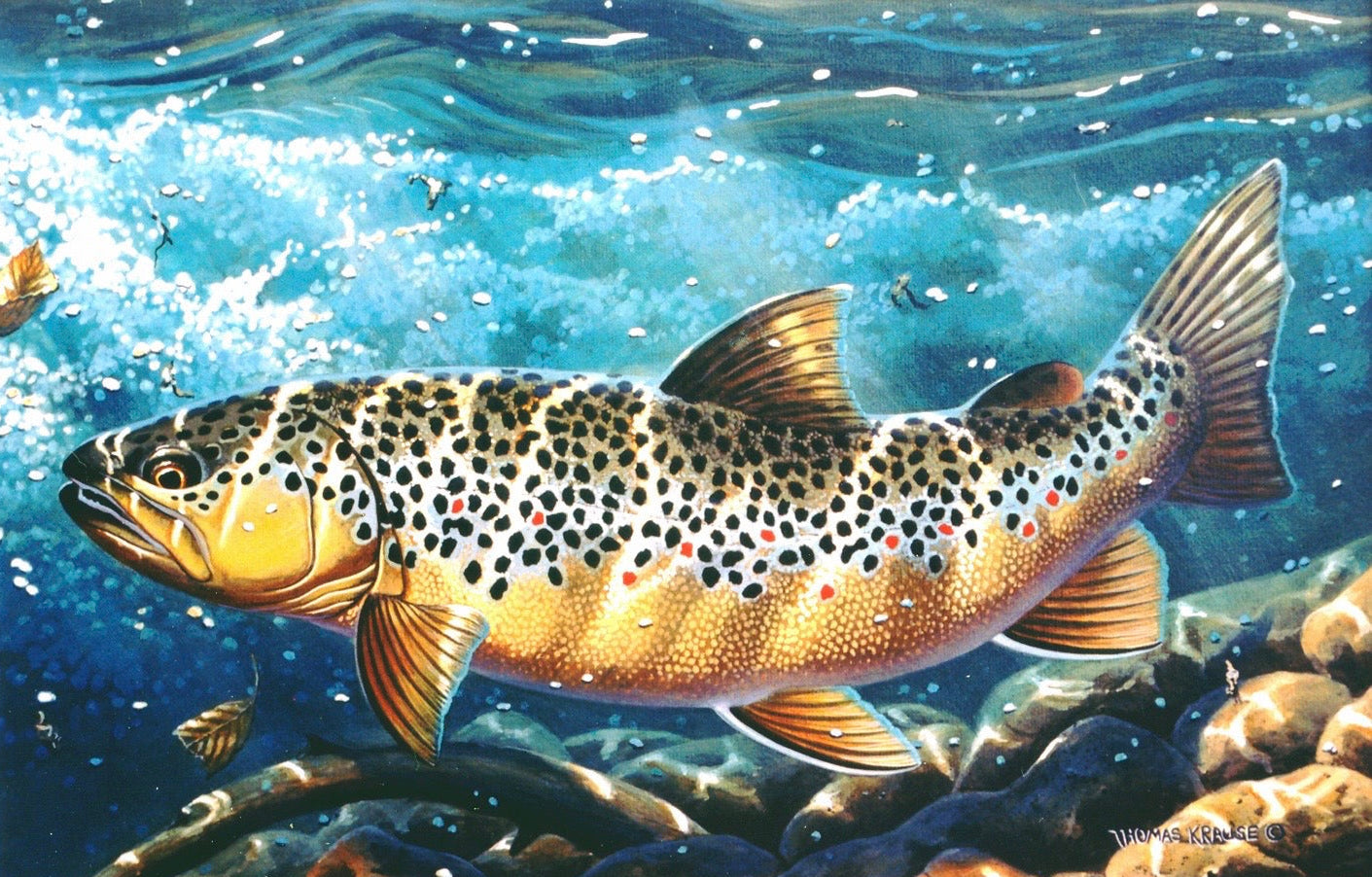“Autumn Forager” - Brown Trout