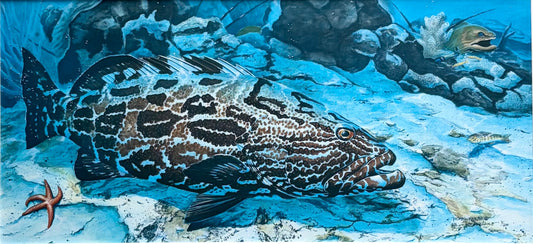 Black Grouper