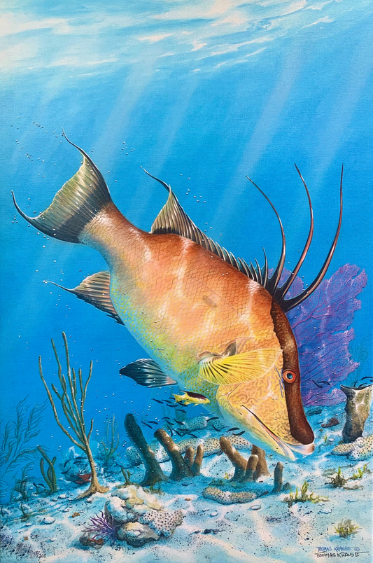 'Nosing Around' - Hogfish