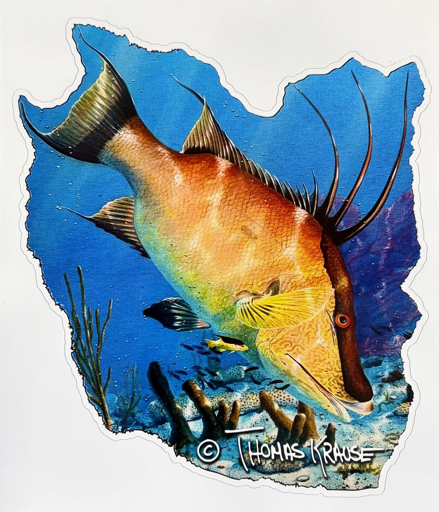 Hogfish Decal — Thomas Krause Artist Series