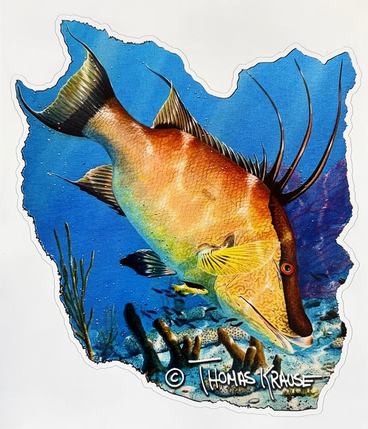 Hogfish Decal — Thomas Krause Artist Series