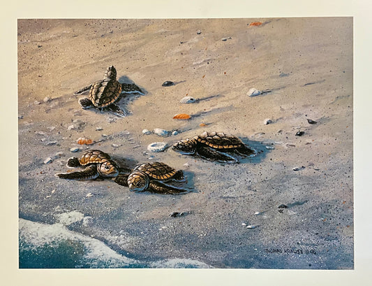 Baby Turtles Along the Shoreline