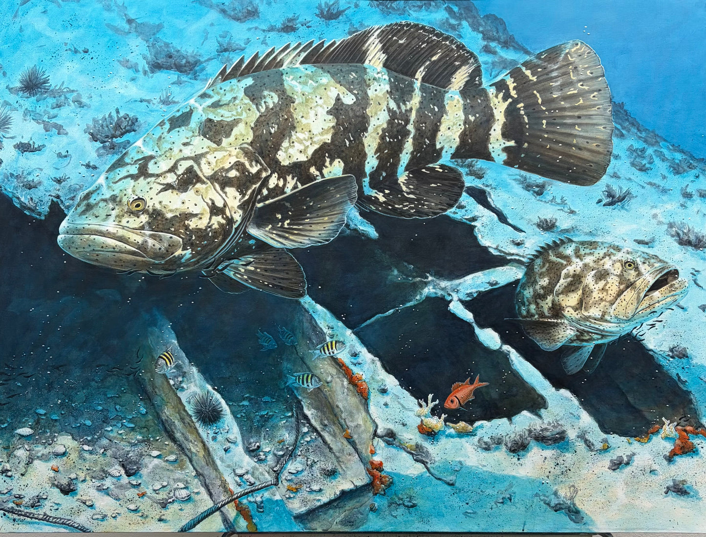 "Through the Hull" - Goliath Grouper