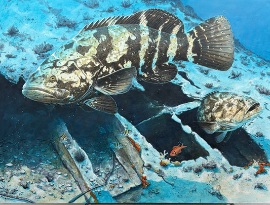 "Through the Hull" - Goliath Grouper