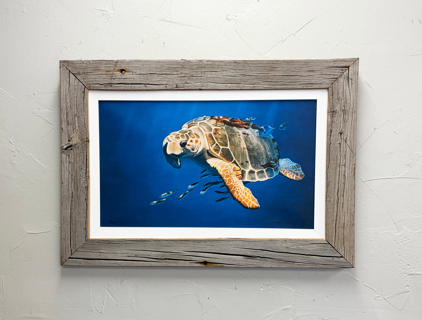 Loggerhead Turtle - Canvas - Custom Rustic Handmade Frame - Ready to Ship