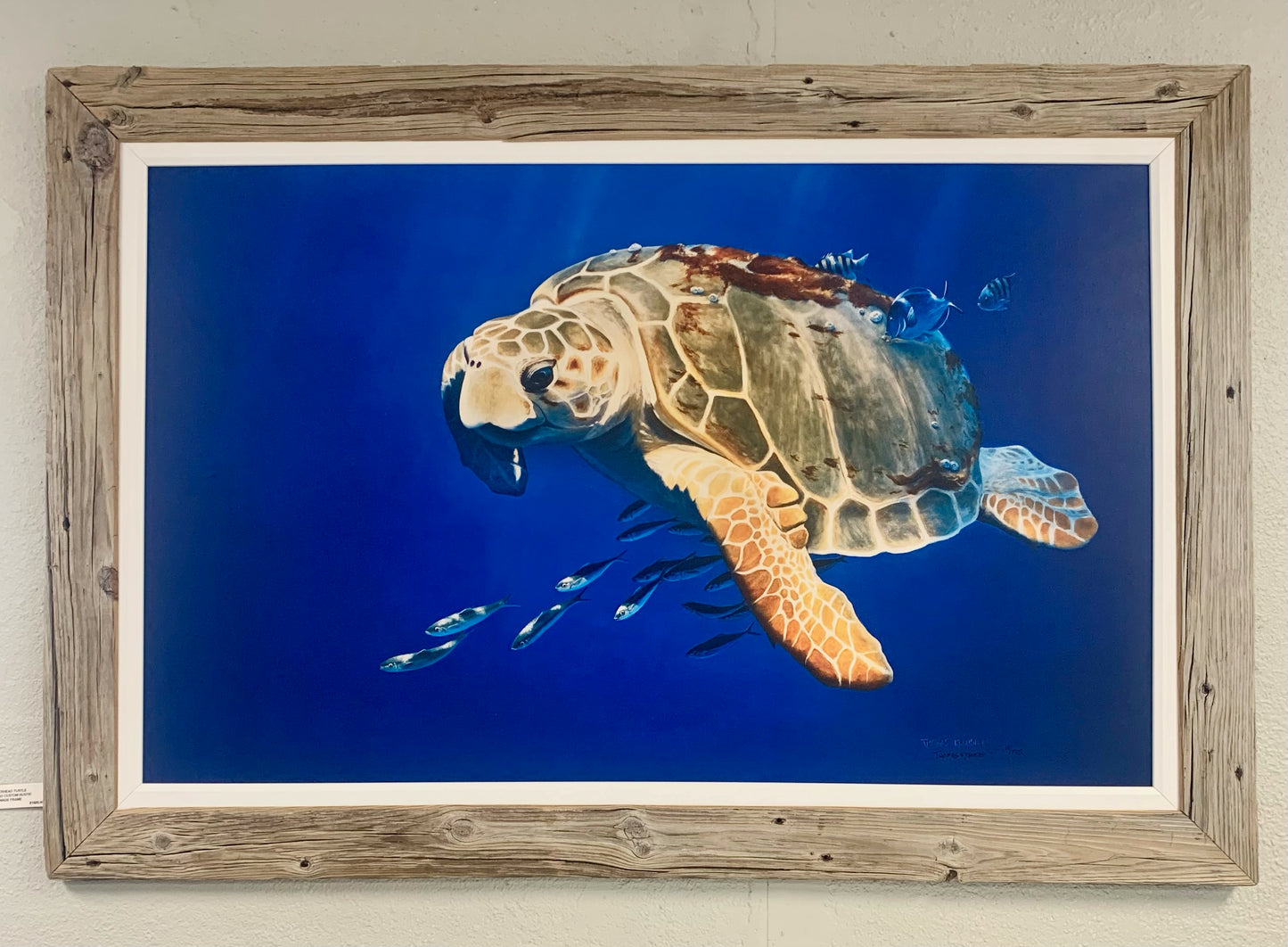 Loggerhead Turtle - Canvas - Custom Rustic Handmade Frame - Ready to Ship