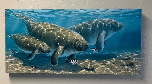 Manatee Family - Gallery Wrap Canvas - Ready to Ship