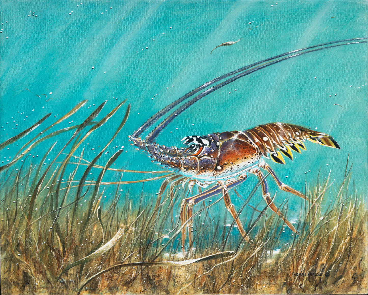 Spiny Lobster in Grass
