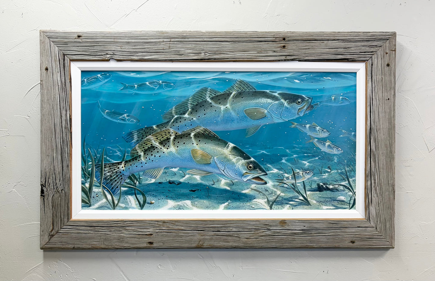 “Spotted Sea Trout” - "Original"