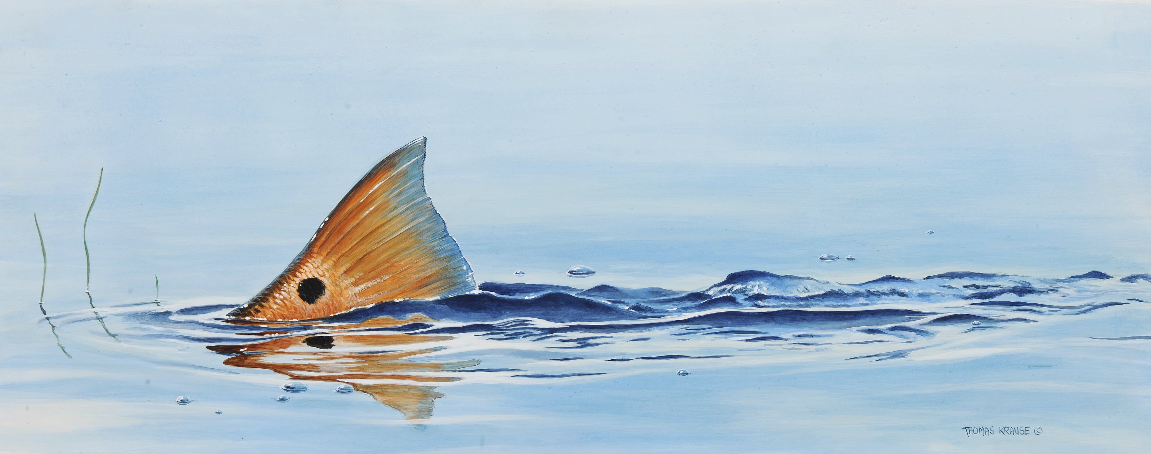 Redfish Tailing By Quintdesigns On Deviantart Best 45+ Redfish