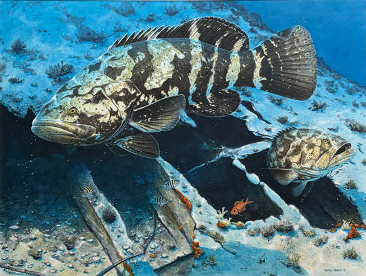 "Through the Hull" - Goliath Grouper